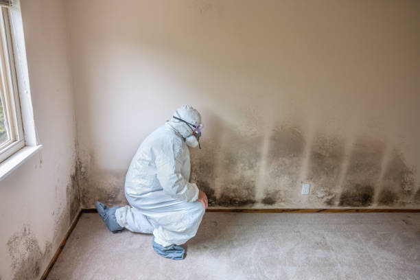 Best Attic Mold Removal  in Clearwater, MN